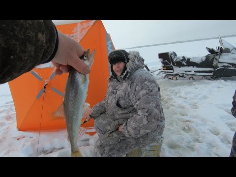 Видео: РЫБА НЕ ЛЕЗЕТ В ЛУНКУ  КОРЮШКА ИЛИ КОРЮХ  БЕЛОЕ МОРЕ РУЛИТ