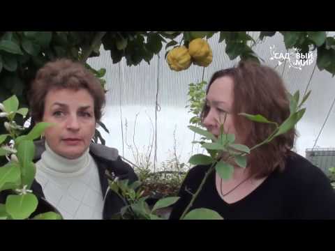 Видео: Как подкармливать комнатный лимон  Павловские лимоны. Сайт "Садовый мир"