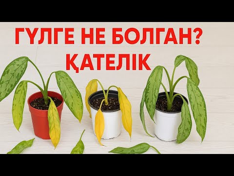 Видео: ЕМГЕ КЕЛГЕН АГЛОНЕМА ҚАТЕЛІК . ГҮЛ НЕГЕ САРҒАЙЫП ӨСПЕЙДІ