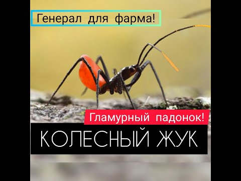 Видео: КОЛЕСНЫЙ ЖУК! ОБЗОР!  Баффы для носителей и урон! The Ants: Underground Kingdom