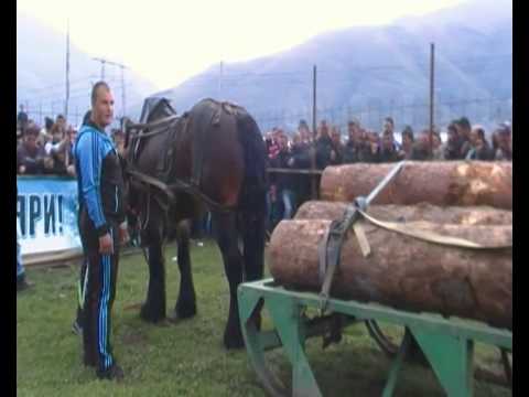 Видео: Кон Виктор от Драгиново- прекрасен кон млад собственик