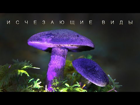 Видео: ТОП-10 САМЫХ РЕДКИХ ГРИБОВ СНГ