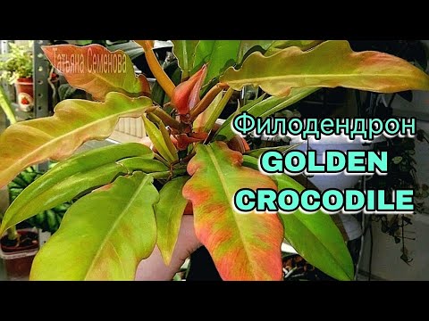 Видео: Филодендрон Golden Crocodile Золотой крокодил  Перевалка в новый горшок  Подробности о предпочтениях