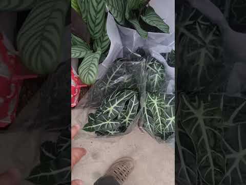 Видео: ЯНГИ ГУЛЛАРИМИЗ СОТУВДА МУРОЖААТ УЧУН ТЕЛ НОМЕР 94 437 08 80  
