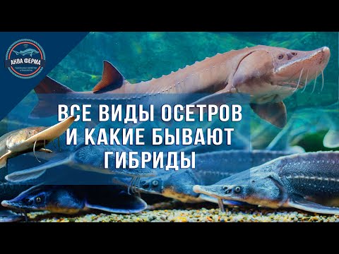 Видео: Все виды осетров и их возможные гибриды