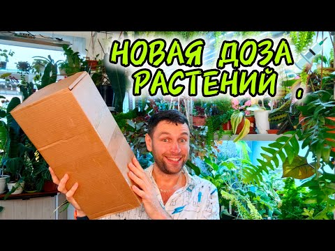 Видео: Распаковка посылки /НОВАЯ ДОЗА РАСТЕНИЙ