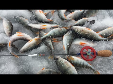 Видео: Зимняя ловля окуня на МАРОПЕДКУ.