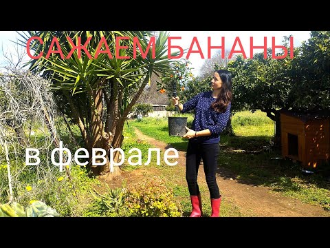 Видео: 64. ХУТОР на острове.  БАНАНЫ.  КУМКВАТ. Цельнозерновой хлеб.