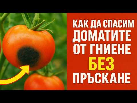 Видео: **Истината за успешните градинари през август: Как да спасим доматите от гниене БЕЗ пръскане.**