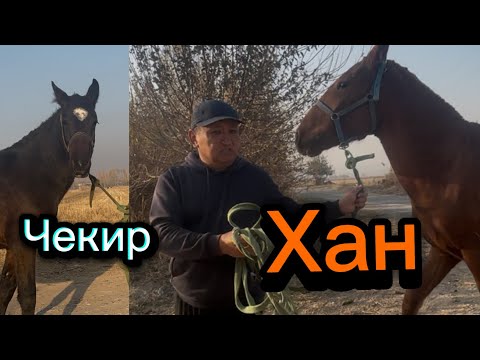 Видео: Хан Чекир Оспурумдор +996-509-330-708. 19 ноября 2025 г.