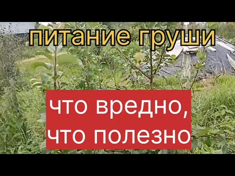 Видео: Питание груши. Что вредно, что полезно?