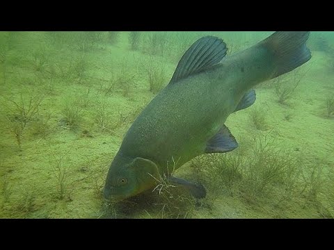 Видео: Самый дешёвый и лучший корм для карася и линя на пруду