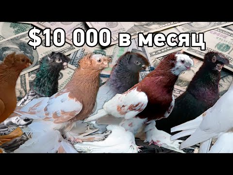 Видео: Как заработать на голубеводстве? Двухчубые голуби. Tauben. Pigeons. Palomas. Pombos.