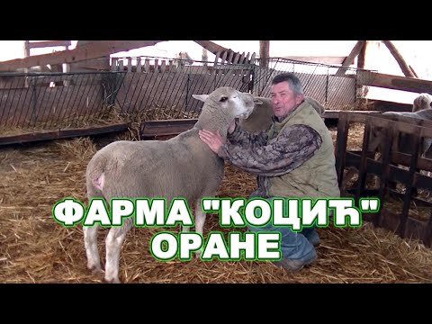 Видео: Фарма оваца Коцић у селу Оране