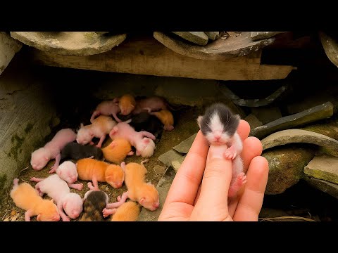 Видео: Кошка 🐱 привела меня куда-то, и то, что произошло дальше, было и удивительным, и радостным! 🐱😘🥰❤❤❤