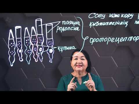 Видео: Есту және көру рецепторлары қызметтерінің механизмі. 8 сынып.