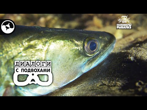 Видео: И рыба, и раки. В Саратове все есть | Диалоги с подвохами