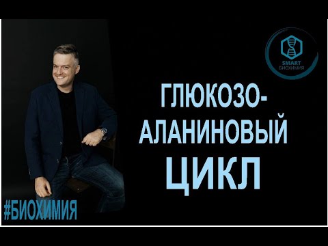 Видео: Биохимия: Глюкозо-аланиновый цикл