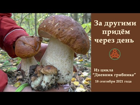 Видео: За другими придём через день! Дневник грибника 18 сентября 2021 года.