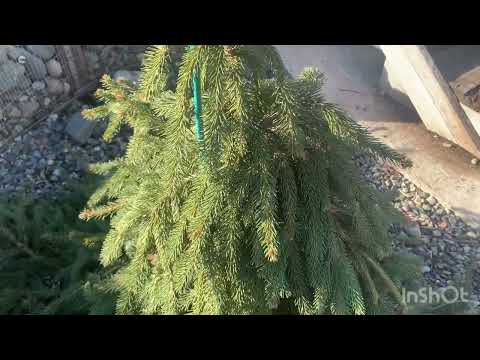 Видео: 1.11.2025. Хакасия. Прогулка по осеннему саду . Отвечаю на вопросы.