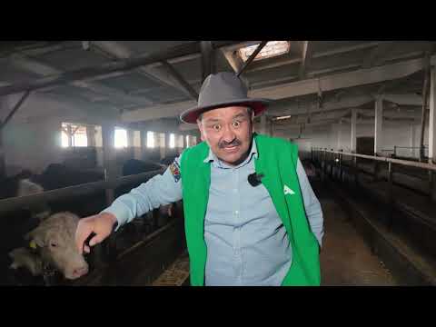 Видео: Айыл Банк менен асыл тукум мал чарбаңызды өнүктүрүңүз!