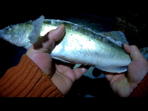 Видео: Озеро Тенис зимняя рыбалка декабрь 2021 судак на жерлицу