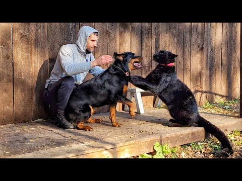 Видео: 🐆 Луна и Венза 🐕 выгуливают хозяина 🧔🏻 / Легко ли справиться с двумя черными бестиями?
