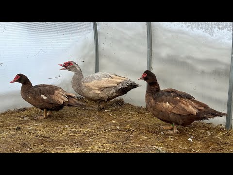 Видео: Подготавливаю загоны для семей мускусных уток