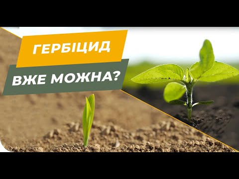 Видео: С какой фазы можно вносить гербициды на подсолнечник 🌻 и кукурузу 🌽?