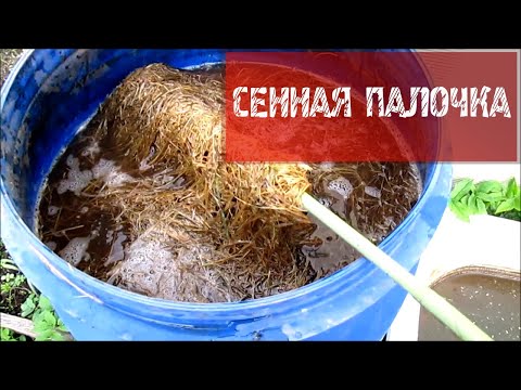 Видео: СЕННАЯ ПАЛОЧКА