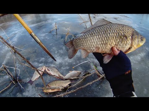 Видео: В этих ветках клюют КАРАСИ РАЗМЕРОМ С ТЕРМОС.Боковой кивок без рыбы не оставит