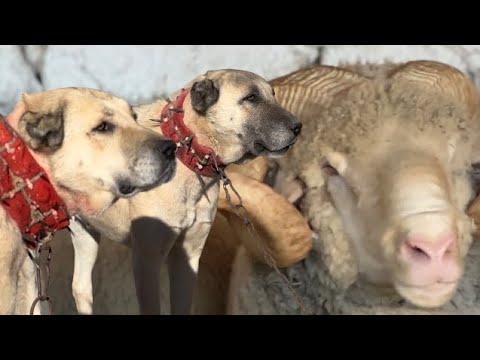 Видео: 30-ЛЕТНИЕ ОВЧАРКИ СТАРОГО ПОКОЛЕНИЯ И БАРАНЫ, КАК 180-ФУНТОВЫЙ БЫК!