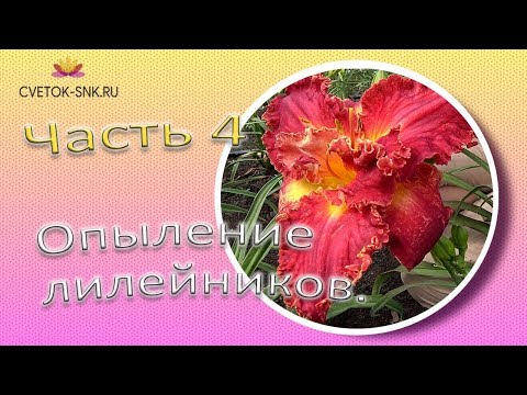 Видео: Опыление лилейников. Часть 4 / Сад Ворошиловой