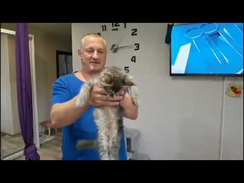 Видео: Питомник кошек ГРАНД МАЙЕР (система РСА) выпустил помет котят.