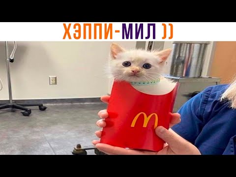 Видео: ХЭППИ-МИЛ ))) Приколы с котами | Мемозг 1070