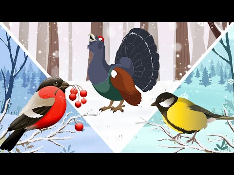 Видео: ЗИМУЮЩИЕ ПТИЦЫ для детей | Изучаем зимующих птиц