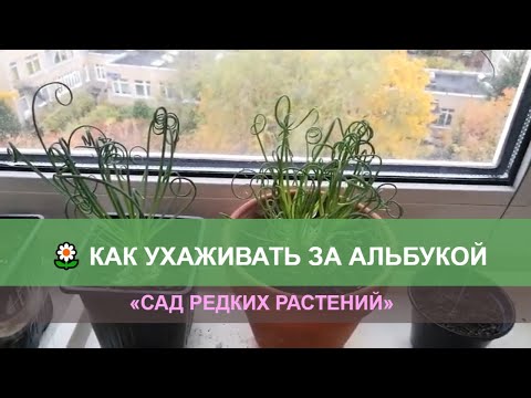 Видео: Альбука спиральная, уход и размножение