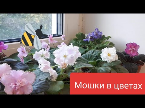 Видео: МОШКИ - исчезнут Сами! НАВСЕГДА!