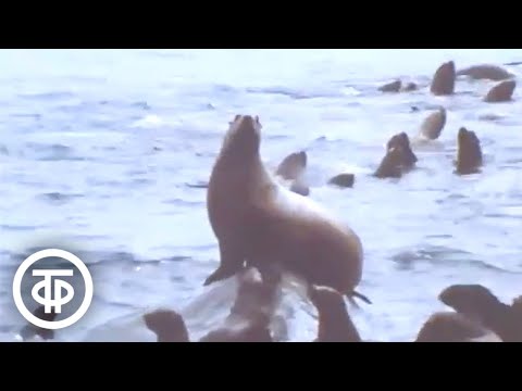 Видео: Пополнение у сивучей заповедного острова. Новости. Эфир 8 августа 1986