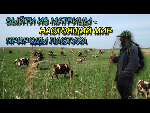 Видео: Единение человека с природой. Пол дня из жизни пастуха на Алтайских степях.