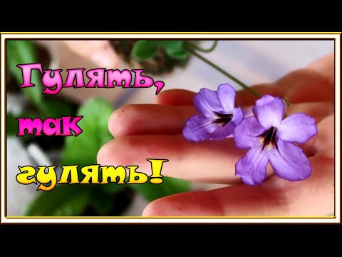 Видео: Пополнение коллекции стрептокарпусов