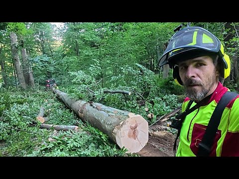 Видео: Вырубка бука и последующая его транспортировка трактором для завершения следующего насаждения, Amles