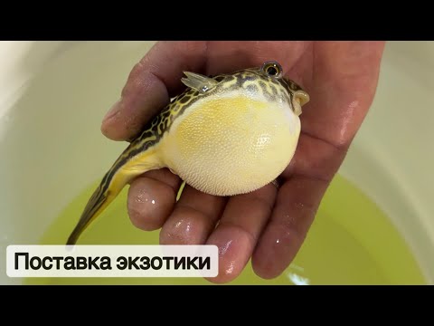 Видео: Южноамериканские сомики и рыба-шар Мбу / Птичий рынок 2024 / Поставка из дикой природы