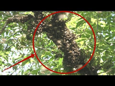 Видео: Что будет, если выходит рой? Что делать с оставшейся семьей?
