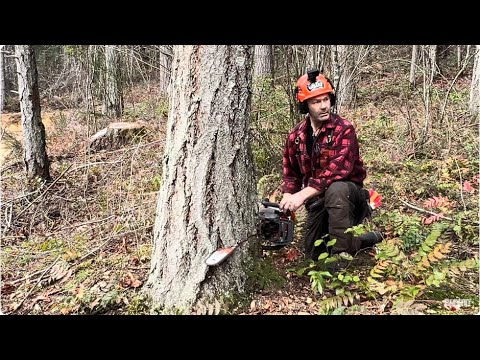 Видео: Рубка деревьев с помощью Husqvarna 562 Mark 11