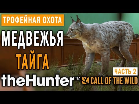 Видео: theHunter Call of the Wild #6 🔫 - Медвежья Тайга - Трофейная Охота (Часть 2)