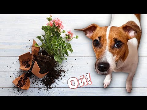 Видео: ФЛОРА ПРОТИВ ФАУНЫ | Опасные для Домашних Животных Растения 🌱