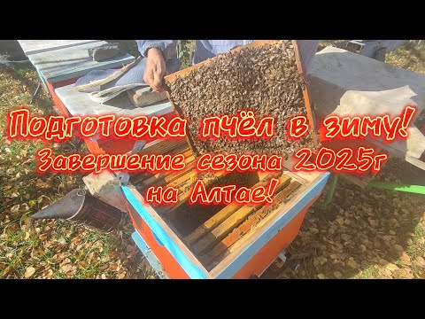 Видео: Подготовка пчелосемей в зиму на Алтае в конце сентября!