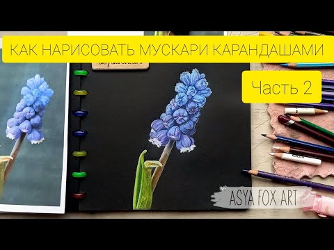 Видео: КАК НАРИСОВАТЬ МУСКАРИ ЦВЕТНЫМИ КАРАНДАШАМИ  / ЧАСТЬ 2