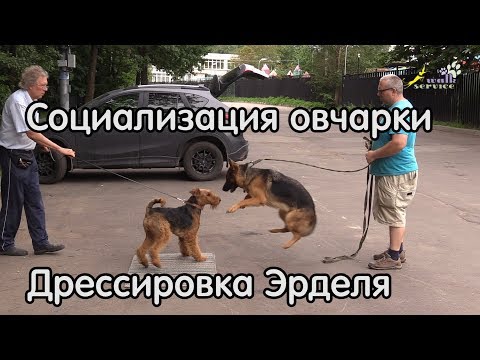 Видео: Дрессировка эрделя и социализация овчарки, занятие полностью, 07. 08. 2018